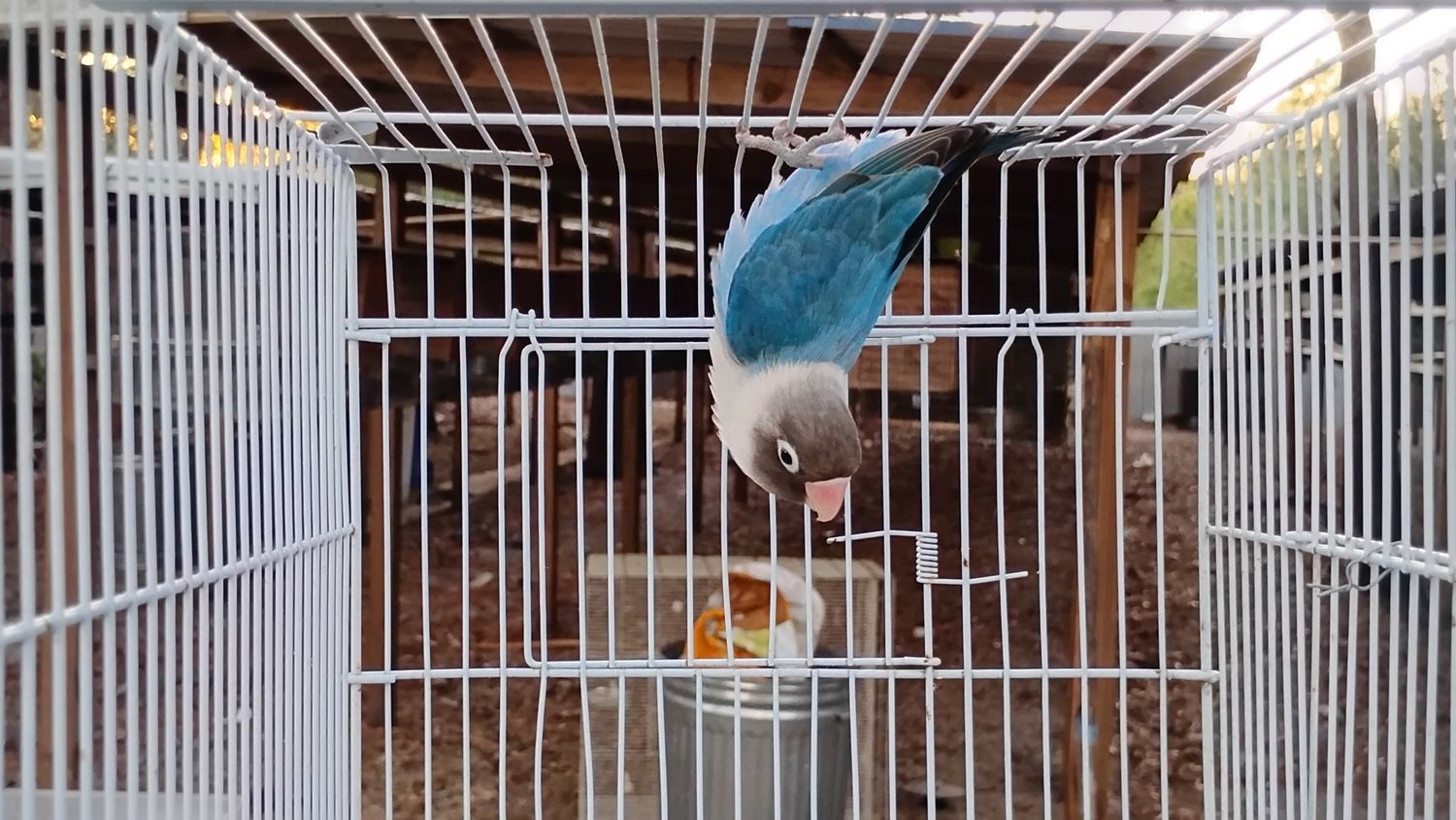 Blue Black Mask Opaline Male Lovebird 