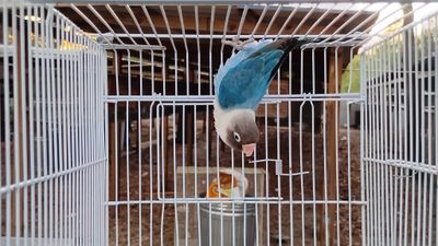 Blue Black Mask Opaline Male Lovebird 