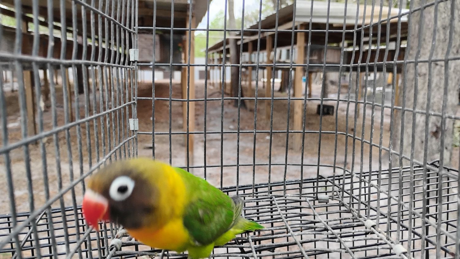 Green Black Mask Lovebird Female 