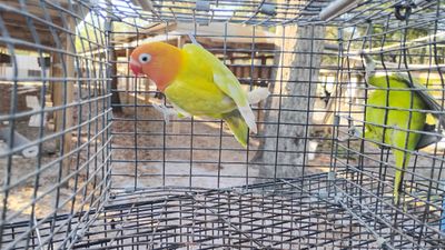 Orange Head Pied Male Opaline Lovebird 