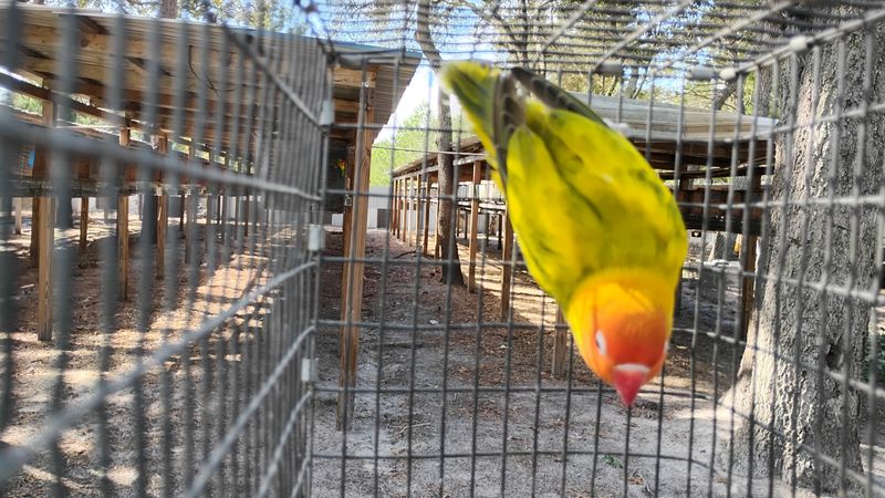 Orange Head Arlequin Fisher Lovebird Female 