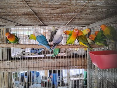 6 Lovebird Special