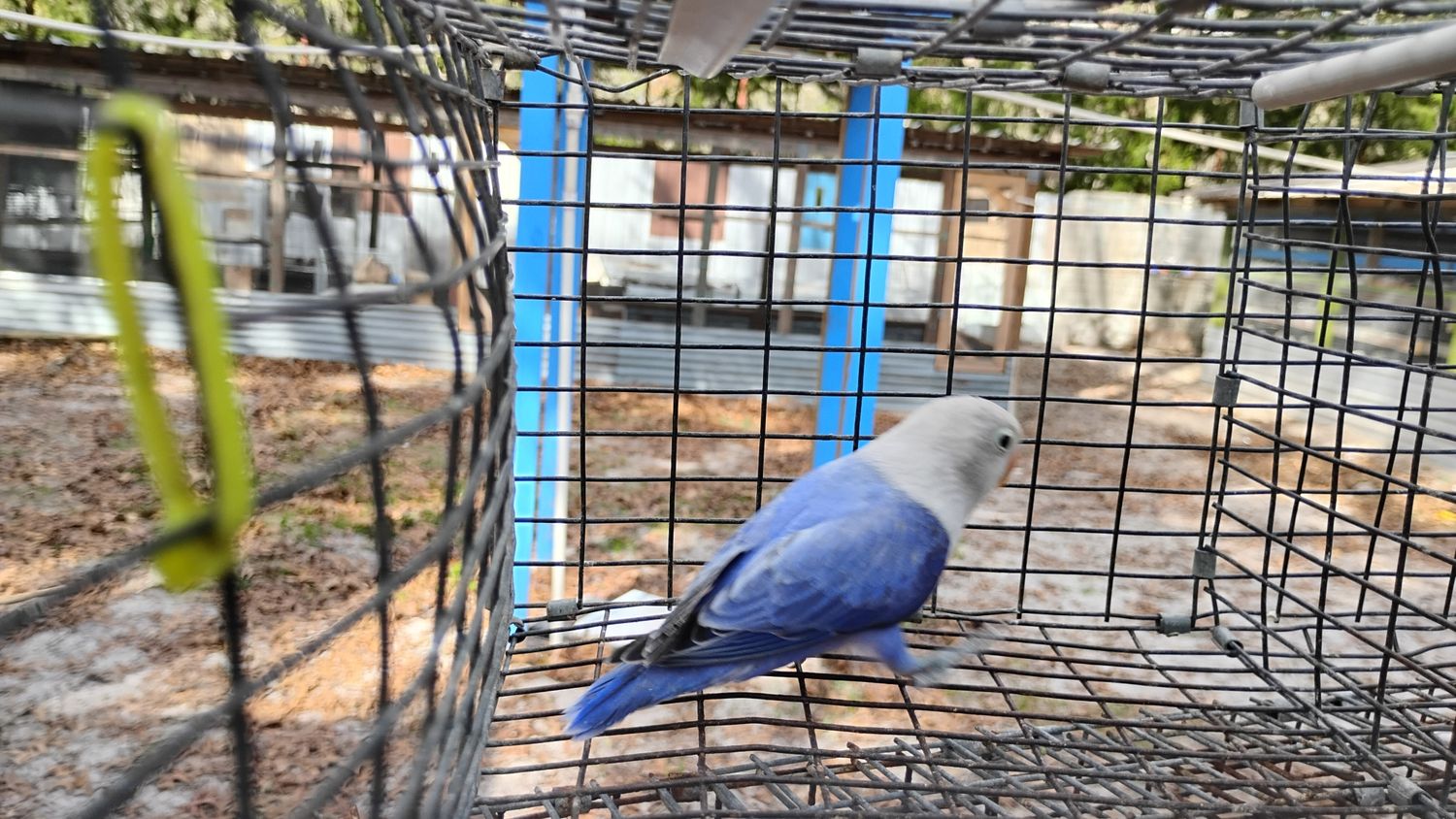 Violet Opaline Fisher Lovebird Male Cage#8