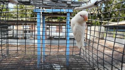 White Albino Red Eye Male Lovebird Cage #8