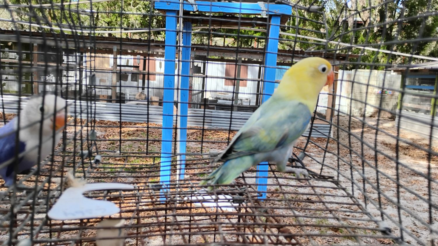 Yellow Face Male Fisher Lovebird Male Cage#8
