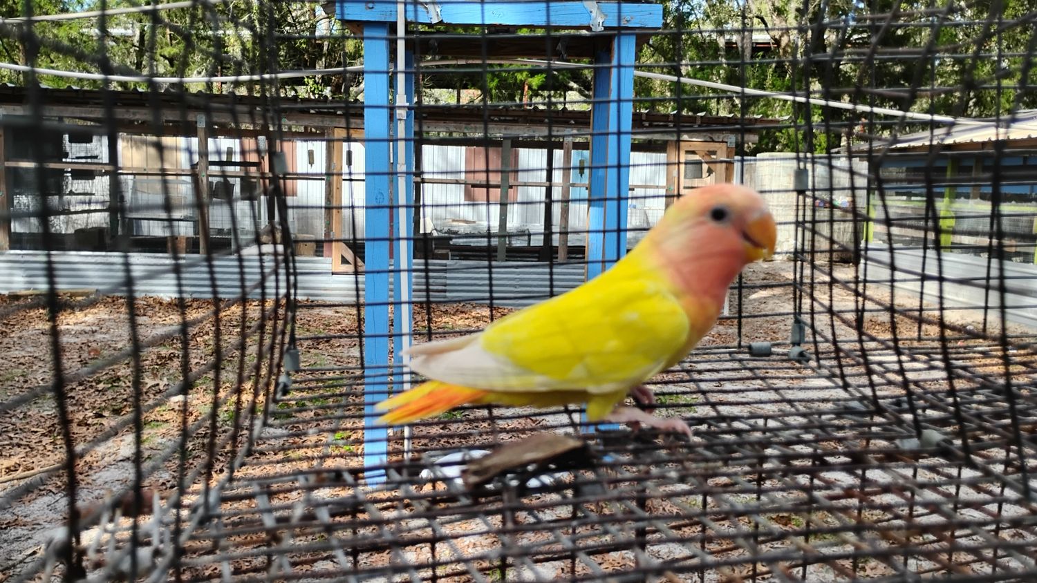 Yellow Lutino Opaline  Peach Face Lovebird Cage#9