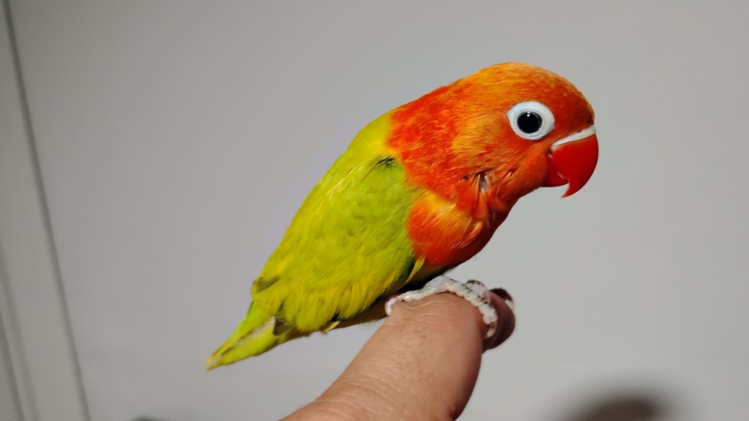 Opaline Male Lovebird