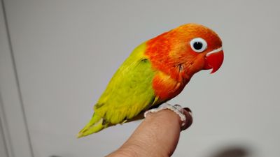 Opaline Male Lovebird