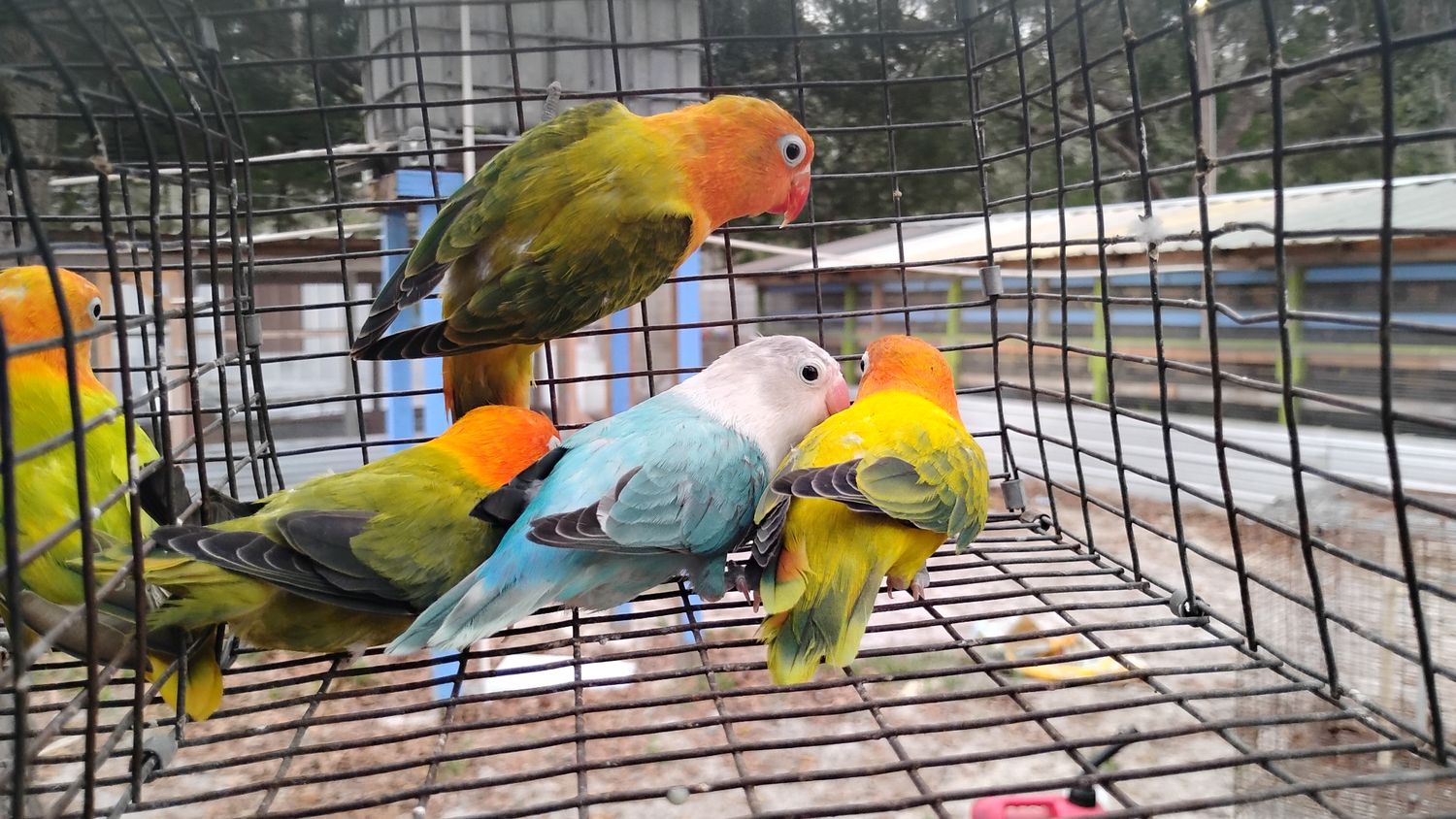 3 Opaline Females &amp; 2 Male Peachface Opalines