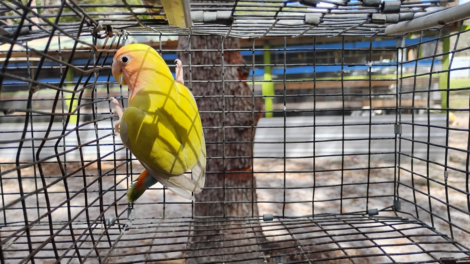 Yellow Peachface Lovebird
