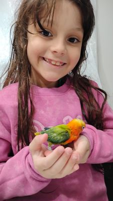 Baby Opaline Fisher Female Handfed Sweet