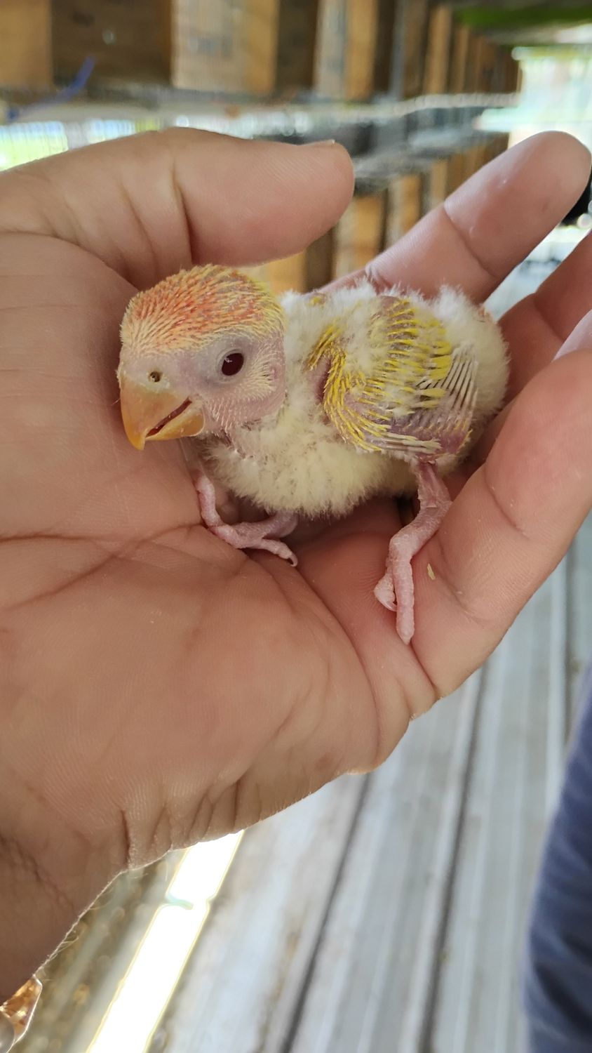 Baby Peachface Red Eye Lutino Lovebirds