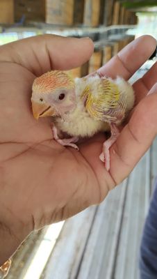Baby Peachface Red Eye Lutino Lovebirds