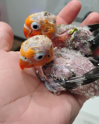 2 baby Lovebirds Handfed Pre-Order