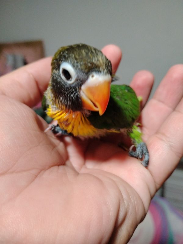 1 Baby Lovebird Green Black Mask Pre- Order