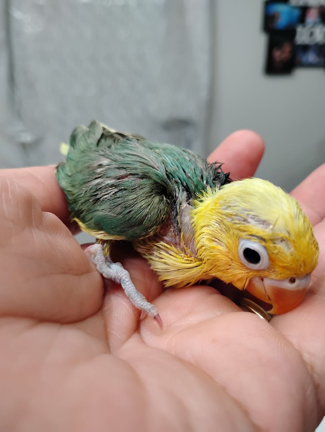 2 Baby Lovebirds Handfed for Pre- Order