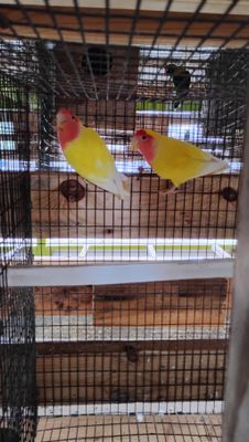 ( For Robert ) 2 Lutinos Peach Face and a Pair of Fishers - Free Shipping 