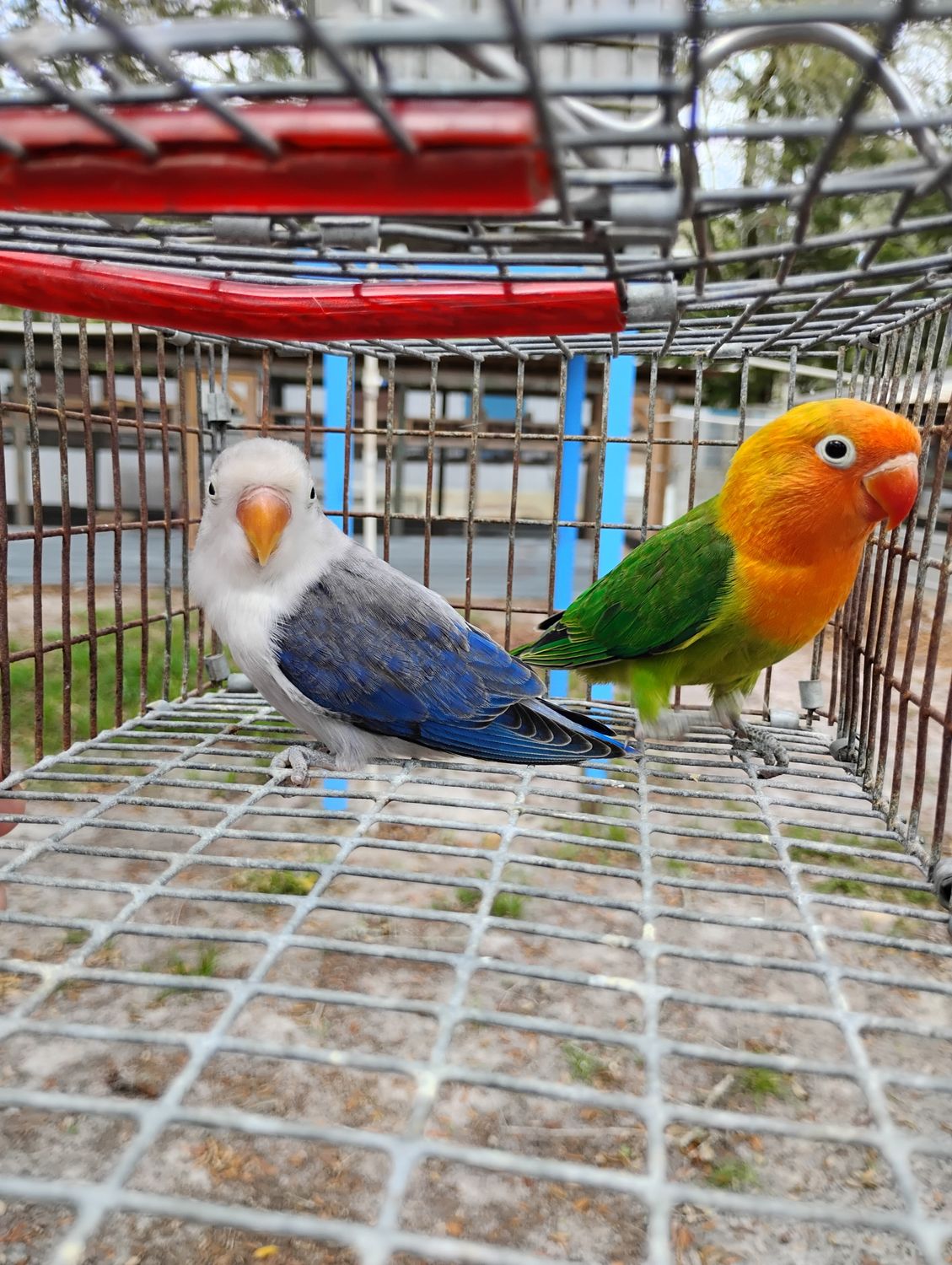 1 Lovebird Pair Male and Female