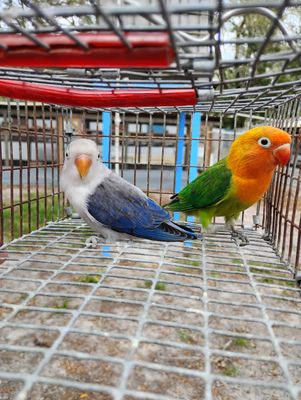 1 Lovebird Pair Male and Female