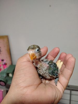 1 Baby Lovebird Handfeeding ( Shipping included )