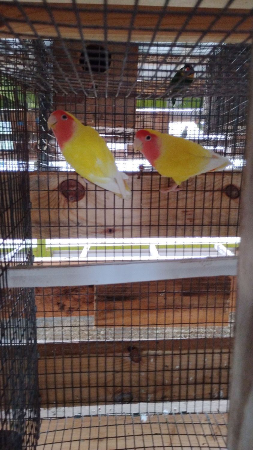 Robert payment for Replacement Upgrade.