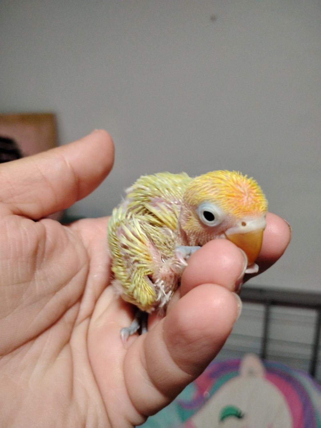 1 Baby Lovebird Pastel Delute Handfed