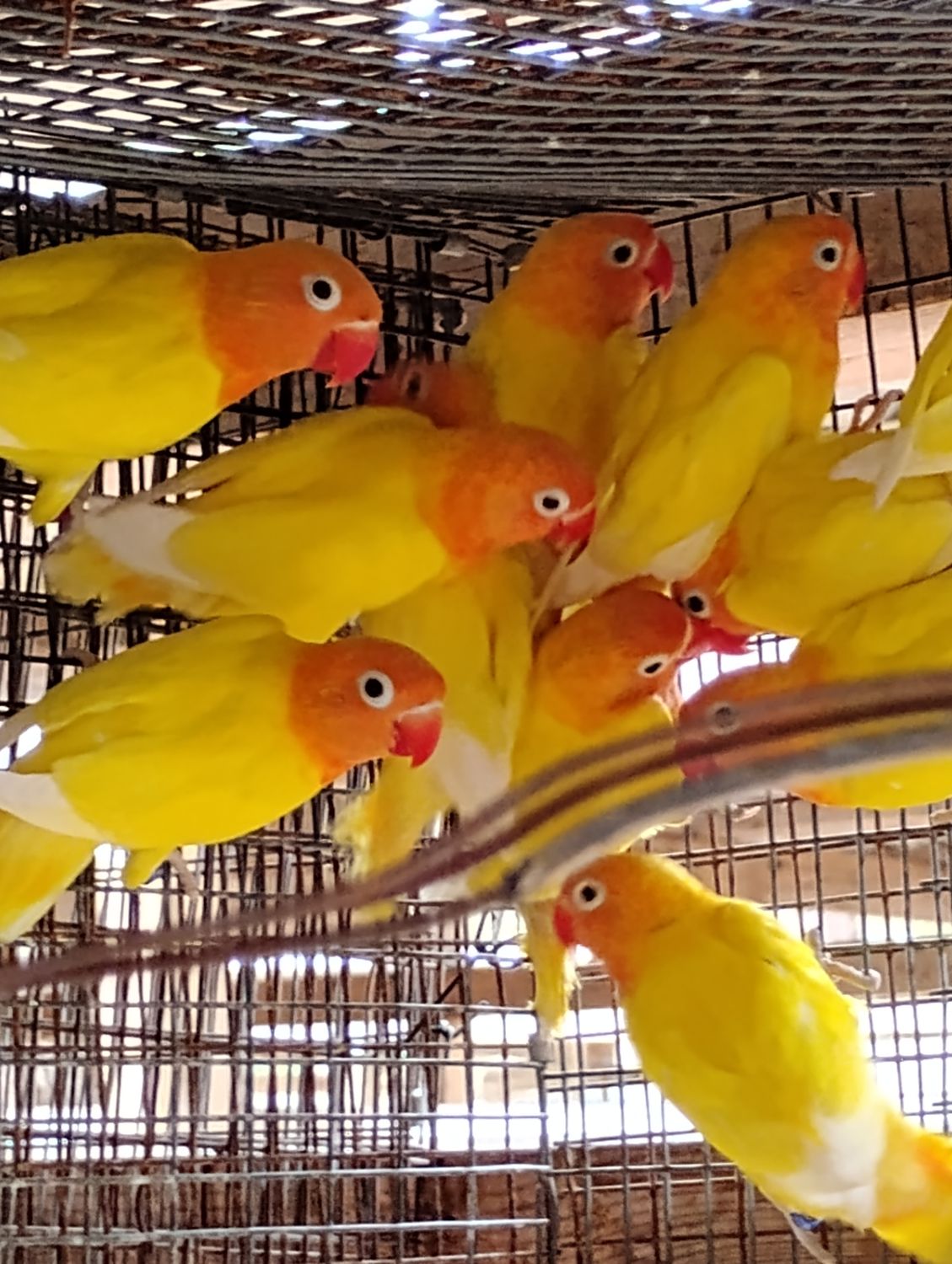 2 Lovebirds Yellow Orange head special Deal