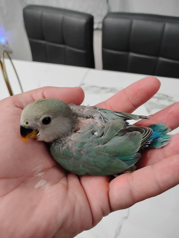 Baby Green  Peachface Lovebird