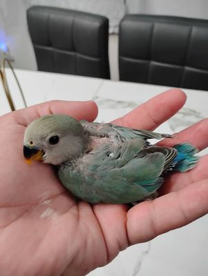Baby Green  Peachface Lovebird