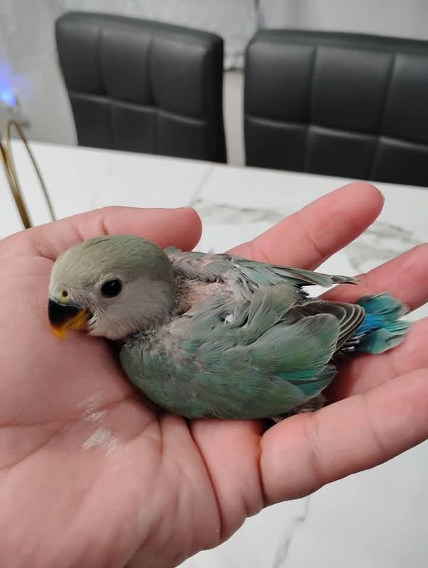 Baby Green  Peachface Lovebird