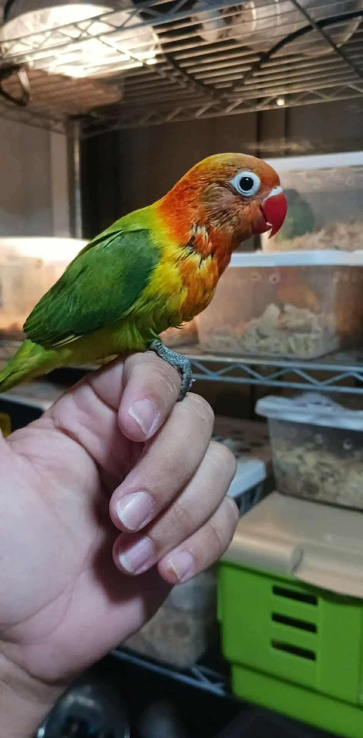 2 Handfed Lovebirds