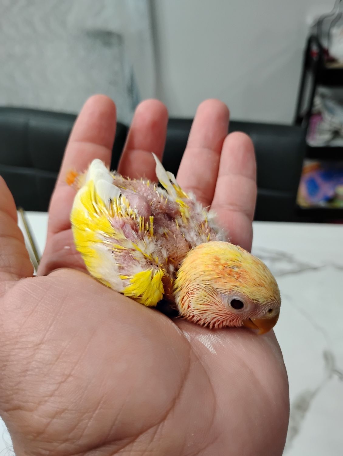 Yellow Peach face Baby Lovebird