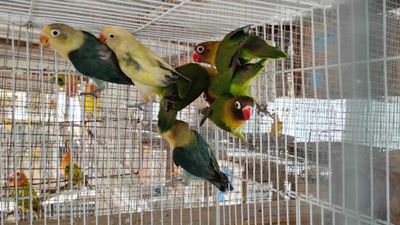 20 lovebird special