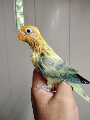 Yellow Face Handfed Baby Lovebird Yellow Face Handfed Baby Lovebird