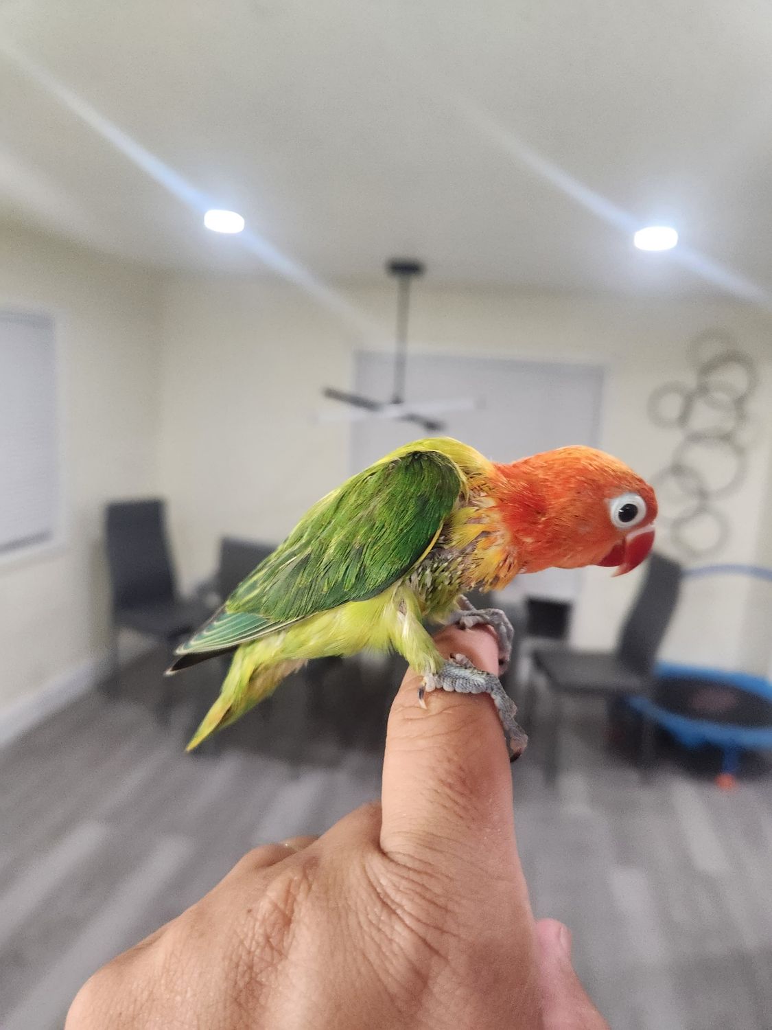 2 baby Lovebirds Handfed Weaned
