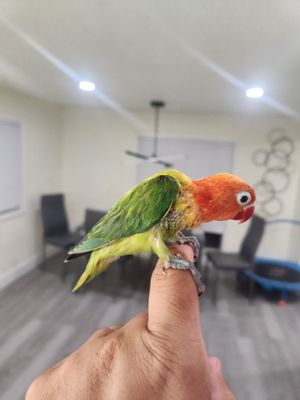 2 baby Lovebirds Handfed Weaned