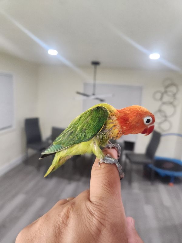 2 baby Lovebirds Handfed Weaned