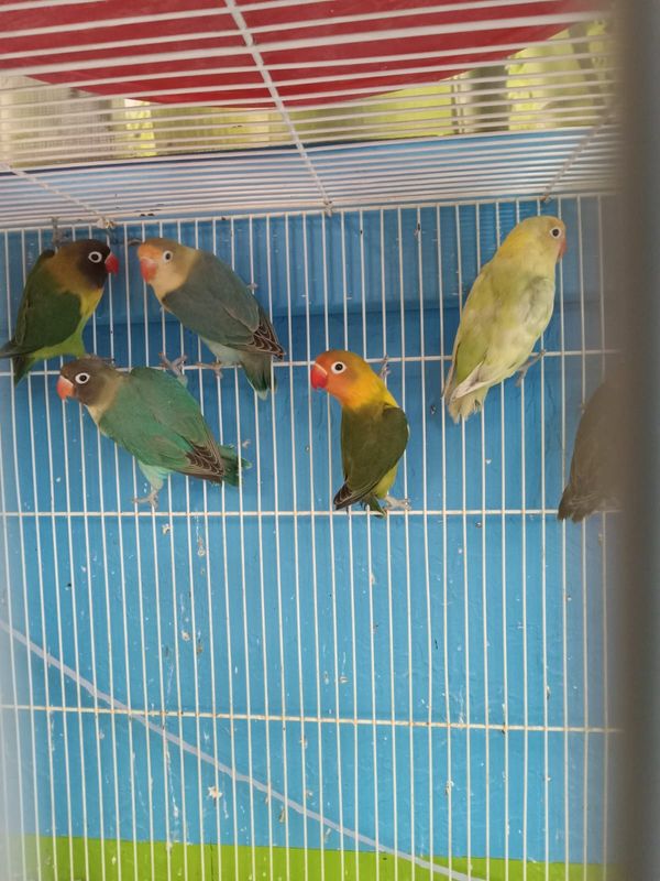 125 Lovebirds Mix Colors Shipping Included