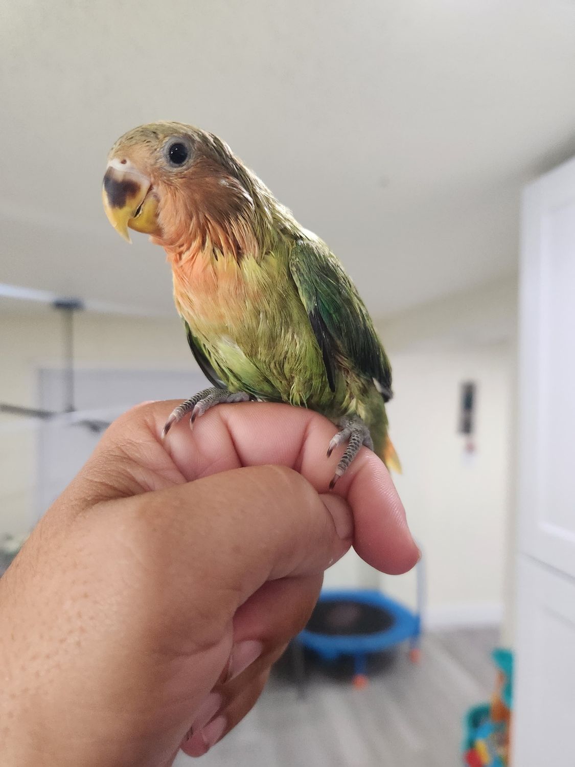 Baby Peachface Lovebird Handfed
