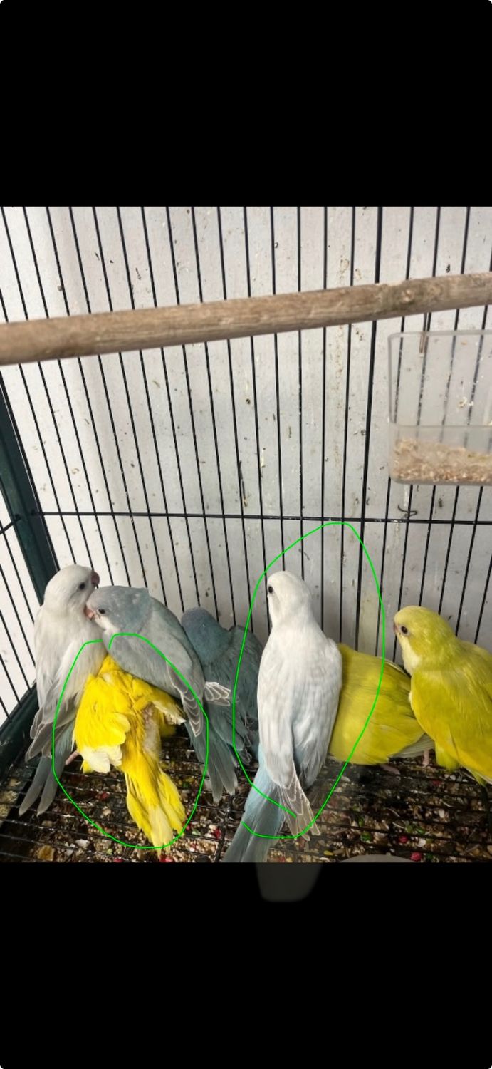 2 Quaker parrot special including shipping