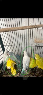 2 Quaker parrot special including shipping