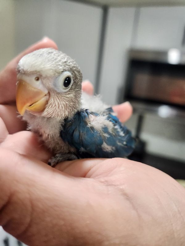 Baby Blue Lovebird Handfed Free Shipping