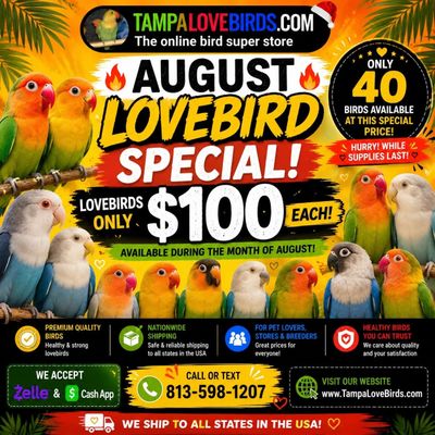 6 Lovebirds Agust special &amp; 1 Blue Quaker