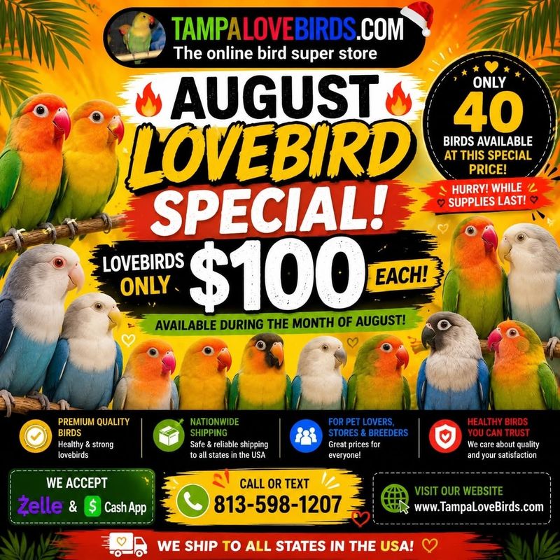 4 Fisher Lovebirds Agust special