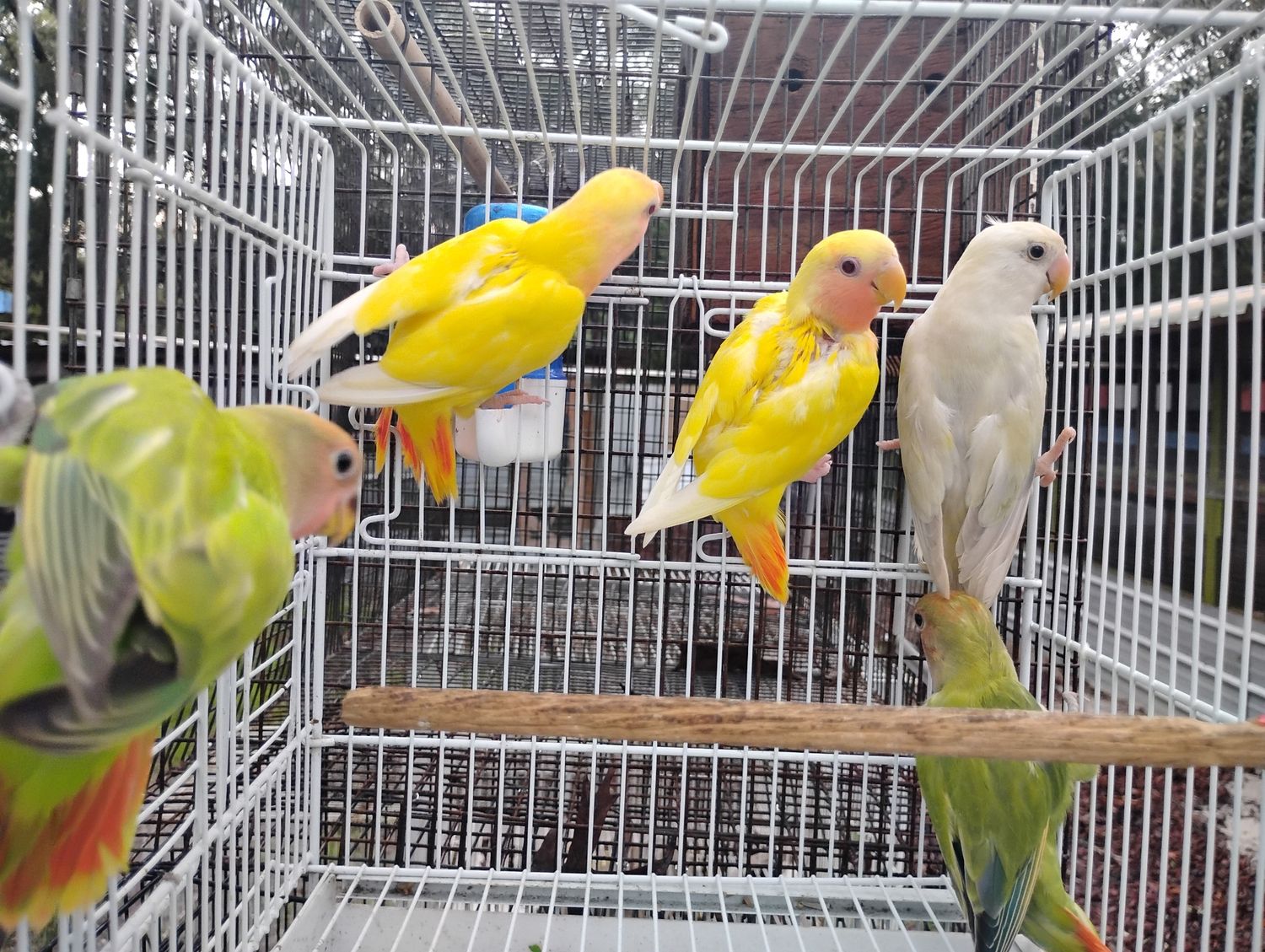 2 Peachface Face Lovebirds Yellow