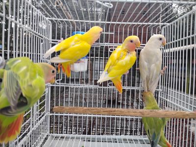 2 Peachface Face Lovebirds Yellow