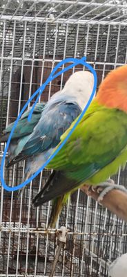1 Lovebird Agust Special