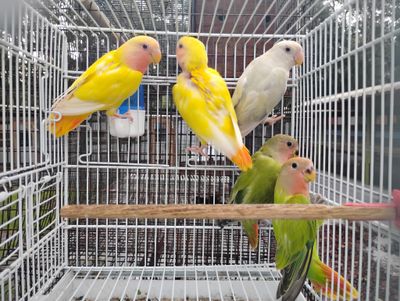1 Peachface Lovebird Agust Special