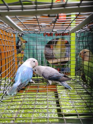 4 Lovebird Agust Special