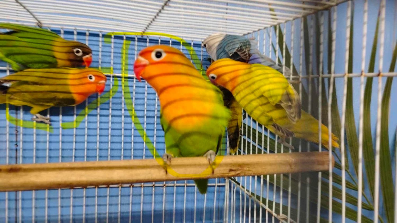 4 lovebirds Agust Special